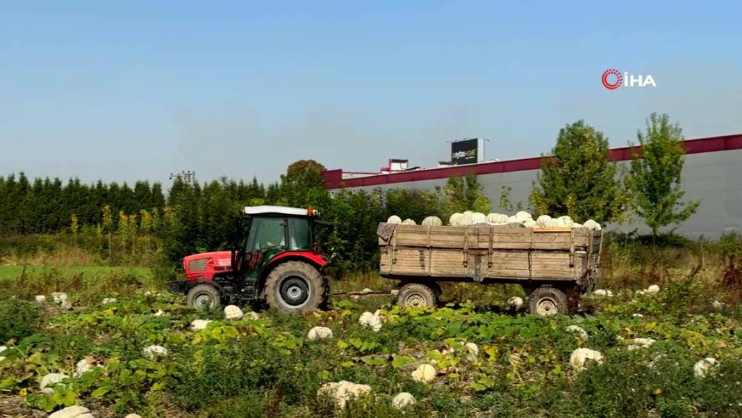 O ilimizde yetişiyor: Almanlar ve İtalyanlar kapış kapış alıyor! Çorba, lokum, marmelat, reçel yapılıyor 19